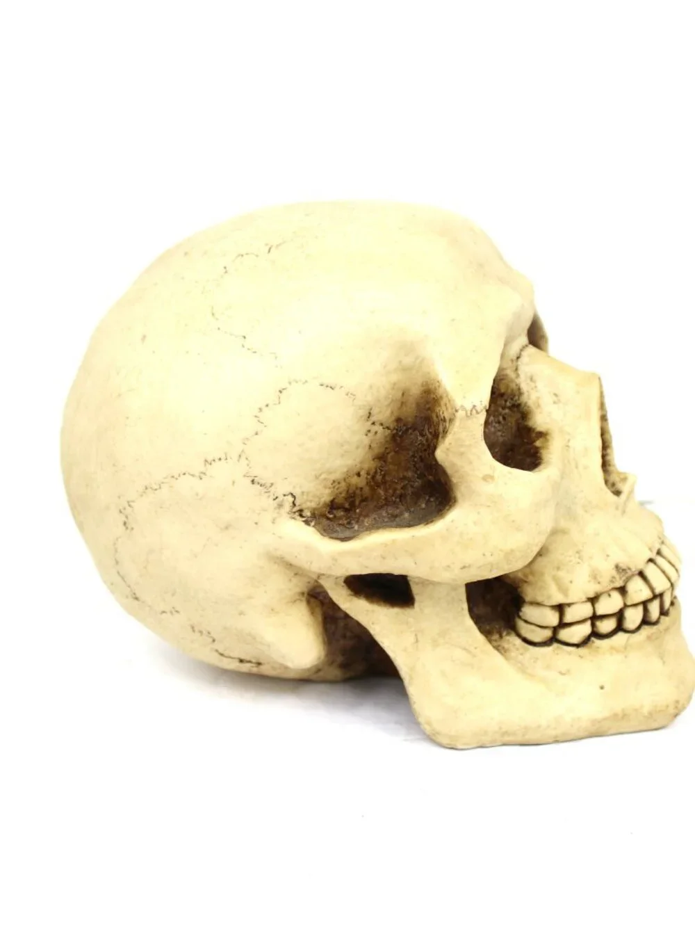 1997 WUI SUMMIT REALISTIC HUMAN SKULL HEAD VINTAGE RESIN 8X5.75X7
